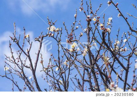 青空と梅の花 青空と梅の花 20230580