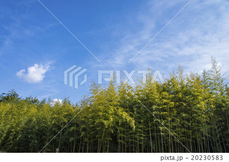 竹林イメージ 竹林イメージ 20230583