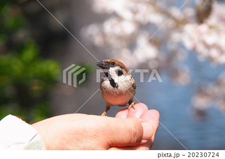 手に乗る野生のスズメ 桜 １の写真素材