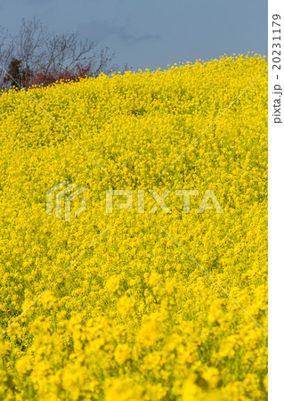 菜の花畑 20231179