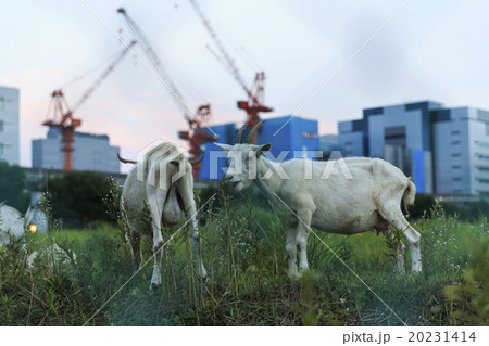 都会のヤギ 20231414