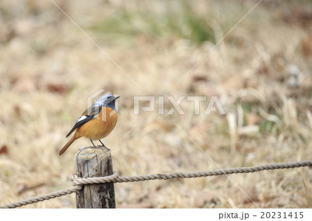 杭にとまるジョウビタキのオス 20231415