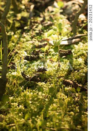 Growing plant. Growing plant. 20231452