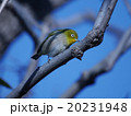 メジロ 20231948
