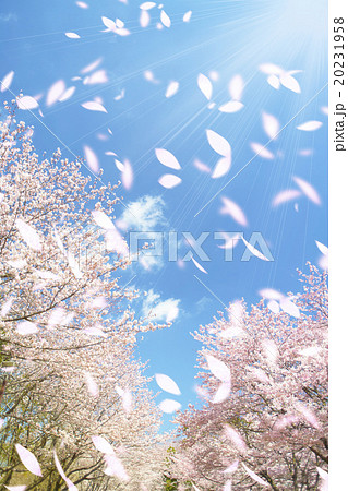 太陽が照りつける青空と桜吹雪の舞う桜並木の写真素材