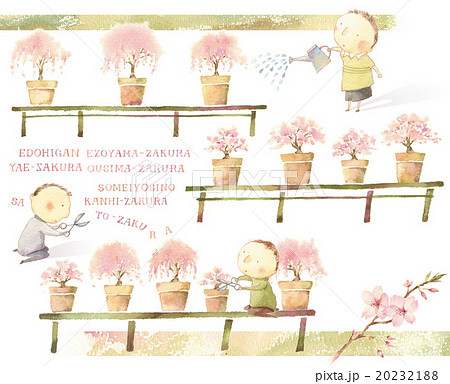 桜 盆栽のイラスト素材 2321