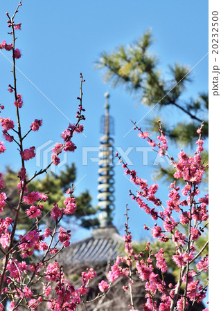 横浜三渓園の紅梅と三重塔 20232500
