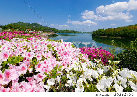 春の入鹿池とツツジ 20232750