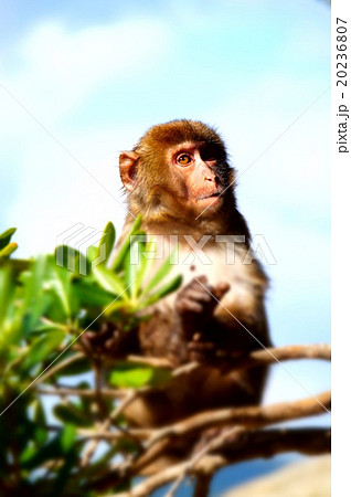 南国の猿 20236807