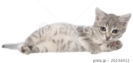 British shorthair tabby kitten lay isolated 20238412