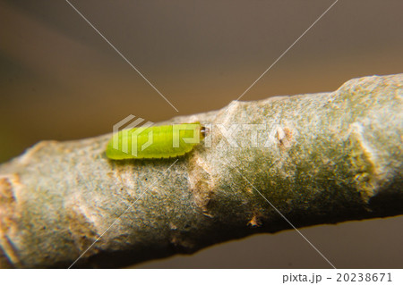 green caterpillar worm 20238671