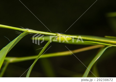 green caterpillar worm on leaf in the garden 20238672