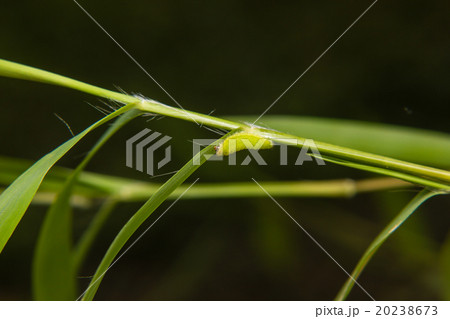 green caterpillar worm on leaf in the garden 20238673