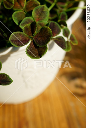 鉢植え 斑入りクローバー の写真素材 2380 鉢植え 斑入りクローバー の写真素材 2380