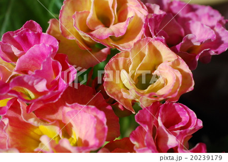 プリムラジュリアンバラ咲きの写真素材
