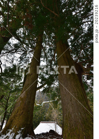 桑平の大杉3（徳島県つるぎ町一宇桑平） 20239216