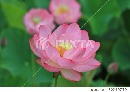 ハスの花 20239759