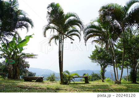 View of Mountain, Koh Samui, Thailand（サムイ島の森の眺め） 20240120