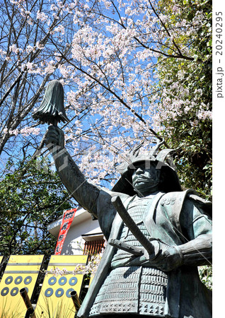 真田幸村 さくら 真田幸村 さくら 20240295