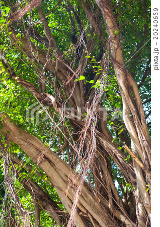 Branches of banyan tree Branches of banyan tree 20240659