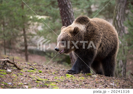 brown bear (Ursus arctos) in winter forest 20241316