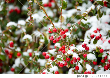 winter background with red gaultheria and snow winter background with red gaultheria and snow 20241333