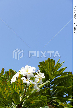 プルメリアの木 ハワイの写真素材