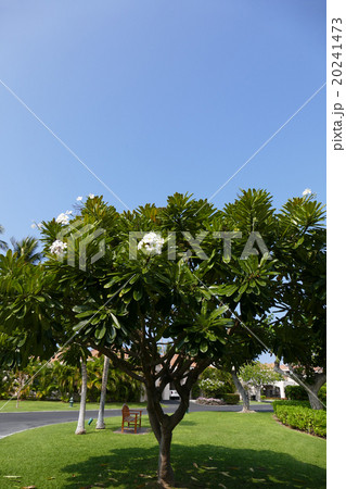 プルメリアの木 ハワイの写真素材