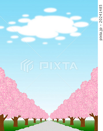 桜並木 20241485