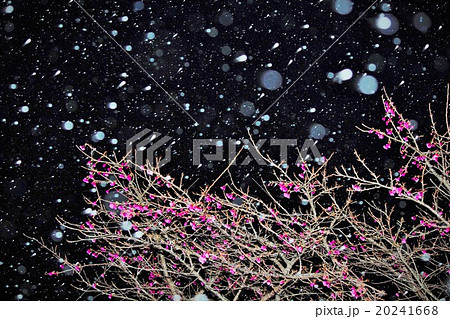 雪と桜　奄美大島115年振りの雪景色 20241668