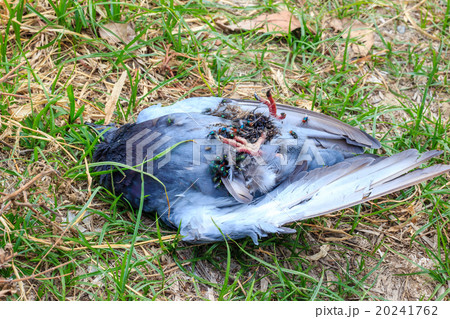 Dead Bird 20241762