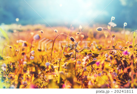 Flowers meadow 20241811