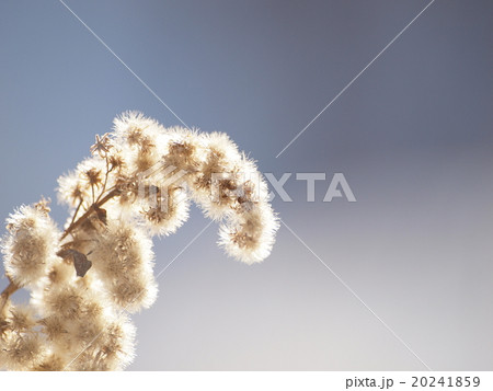 逆光に輝くオオアワダチソウ3　 20241859