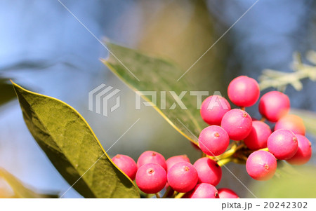 センリョウ センリョウ 20242302