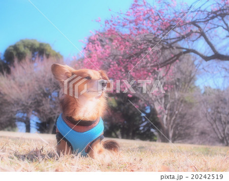 公園でたたずむ癒されるかわいい犬の写真素材