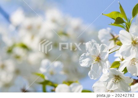 青空に綺麗に咲く桜　枠 20242782