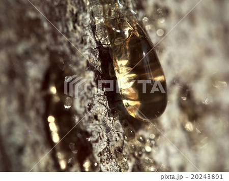 松脂 松脂 20243801