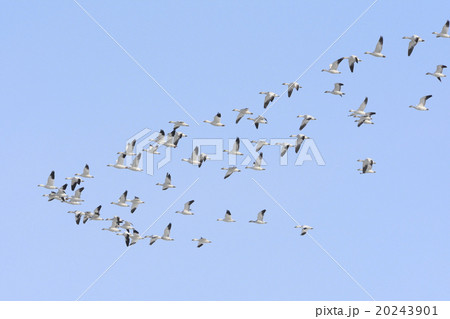 ハクガンの群れ ハクガンの群れ 20243901