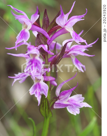ハクサンチドリ ハクサンチドリ 20243920