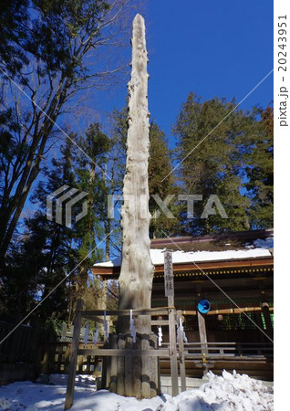 信州 諏訪大社の御柱(おんばしら) 日本三大奇祭のひとつ「御柱祭」で立てられる御神木(モミの大木) 信州 諏訪大社の御柱(おんばしら) 日本三大奇祭のひとつ「御柱祭」で立てられる御神木(モミの大木) 20243951