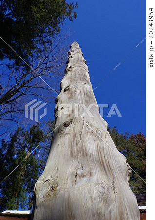 信州　諏訪大社の御柱（おんばしら）　日本三大奇祭のひとつ「御柱祭」で立てられる御神木（モミの大木） 20243954