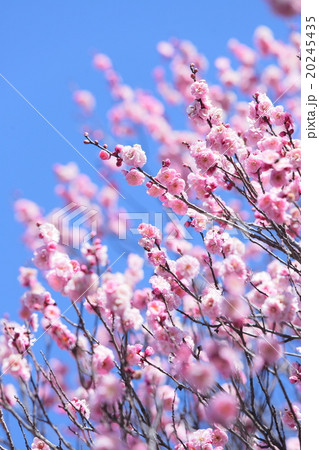 紅梅　梅 20245435