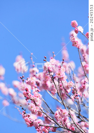 紅梅　梅 20245553