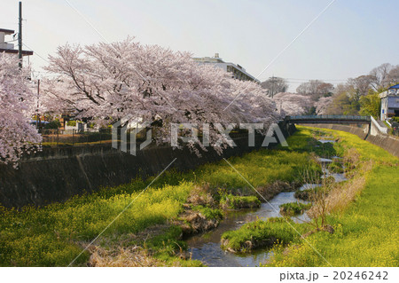 川沿いの菜の花と桜 20246242