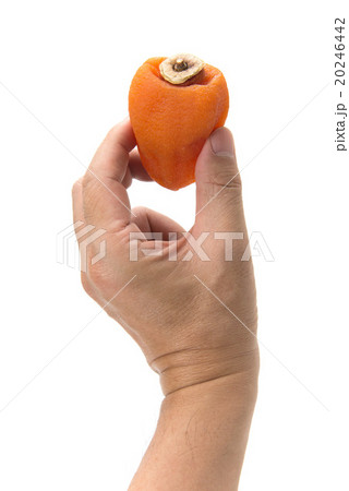 あんぽ柿 あんぽ柿 20246442