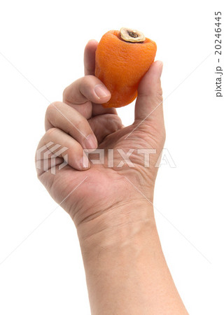 あんぽ柿 あんぽ柿 20246445