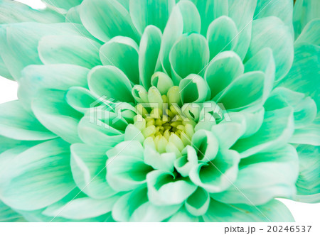 light green chrysanthemum 20246537