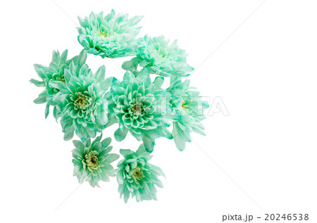 light green chrysanthemum 20246538