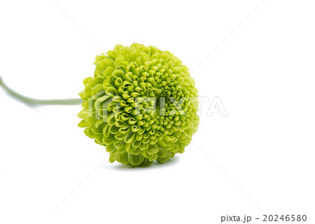 Macro of a green chrysanthemum isolated 20246580