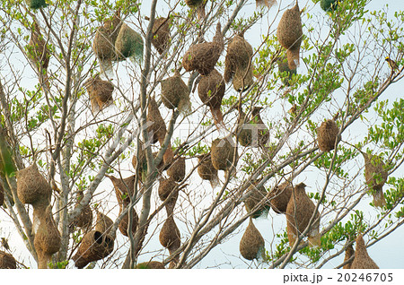 bird nest on tree. bird nest on tree. 20246705